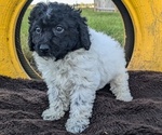 Puppy Nico Poodle (Miniature)