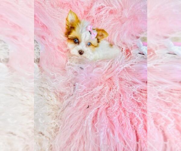 Medium Photo #3 Yorkshire Terrier Puppy For Sale in TAMPA, FL, USA