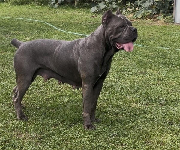 Medium Photo #1 Cane Corso Puppy For Sale in MOUNT MORRIS, MI, USA