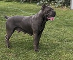 Small Photo #1 Cane Corso Puppy For Sale in MOUNT MORRIS, MI, USA