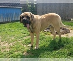 Small Mastiff