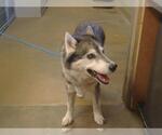 Small Siberian Husky
