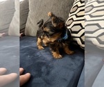 Small #8 Yorkshire Terrier