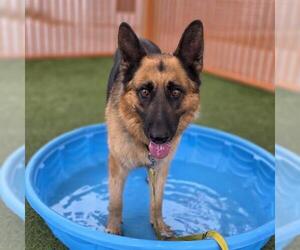 German Shepherd Dog-Unknown Mix Dogs for adoption in Las Vegas, NV, USA