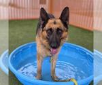 Small German Shepherd Dog Mix