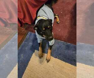 Labrador Retriever-Unknown Mix Dogs for adoption in The Woodlands, TX, USA