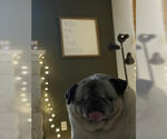 Small Photo #10 Pug Puppy For Sale in Indianapolis, IN, USA
