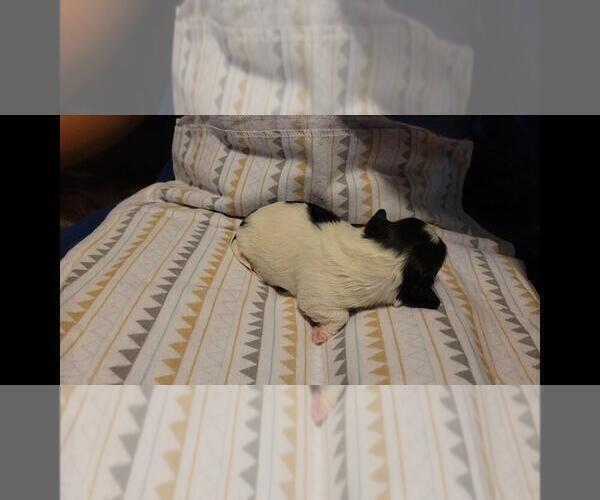 Medium Photo #23 Maltipoo Puppy For Sale in BROOKFIELD, MO, USA