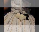 Small Photo #23 Maltipoo Puppy For Sale in BROOKFIELD, MO, USA