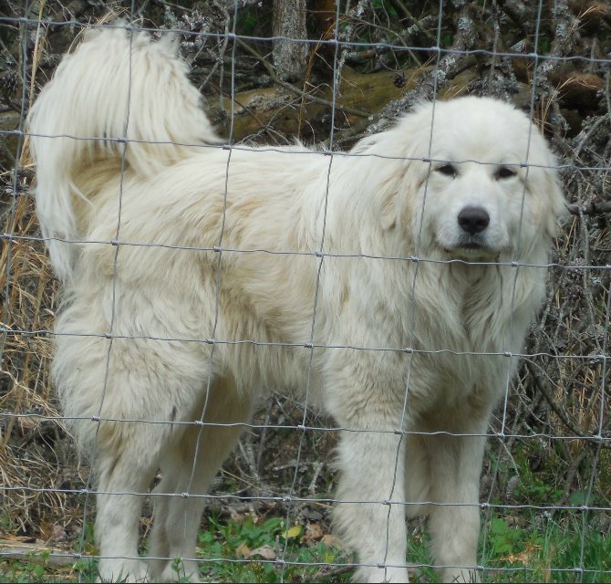 Medium Photo #1 Great Pyrenees Puppy For Sale in HOPKINSVILLE, KY, USA