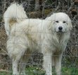 Small Photo #1 Great Pyrenees Puppy For Sale in HOPKINSVILLE, KY, USA