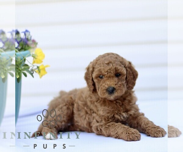 Medium Photo #3 Goldendoodle (Miniature) Puppy For Sale in RONKS, PA, USA