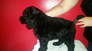 Poodle (Standard) Puppy for sale in SANFORD, NC, USA