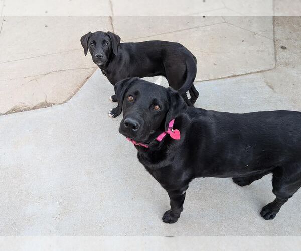 Medium Photo #4 Labrador Retriever Puppy For Sale in Clovis, CA, USA