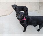Small #3 Labrador Retriever