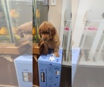 Small Photo #3 Golden Retriever Puppy For Sale in CHICAGO, IL, USA