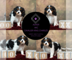 Small #9 Cavalier King Charles Spaniel