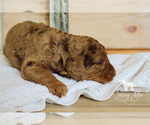 Small Photo #6 Bernedoodle Puppy For Sale in CARLOCK, IL, USA