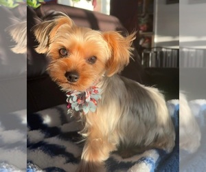 Father of the Shorkie Tzu puppies born on 09/27/2025