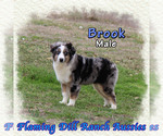 Image preview for Ad Listing. Nickname: Brook