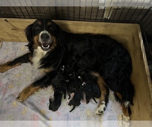 Bernese Mountain Dog Puppy for Sale in MERRILL, Michigan USA