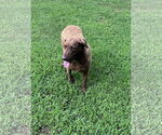 Small #3 Chesapeake Bay Retriever