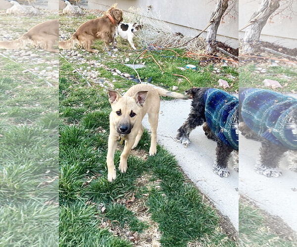 Medium Photo #6 Mutt Puppy For Sale in Sandy, UT, USA