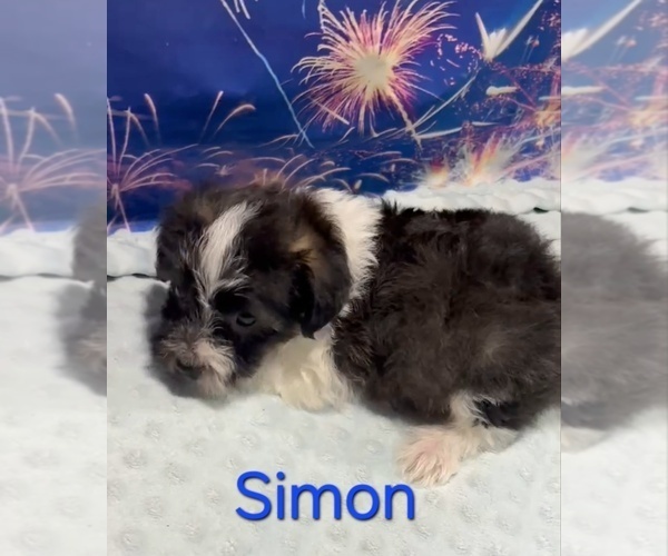 Medium Photo #2 Yorkipoo Puppy For Sale in AZLE, TX, USA