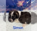 Simon - Male Yorkipoo Puppy for Sale - Photo #2