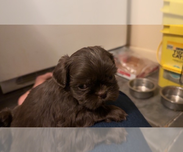 Medium Photo #3 Shih Tzu Puppy For Sale in MENDENHALL, MS, USA