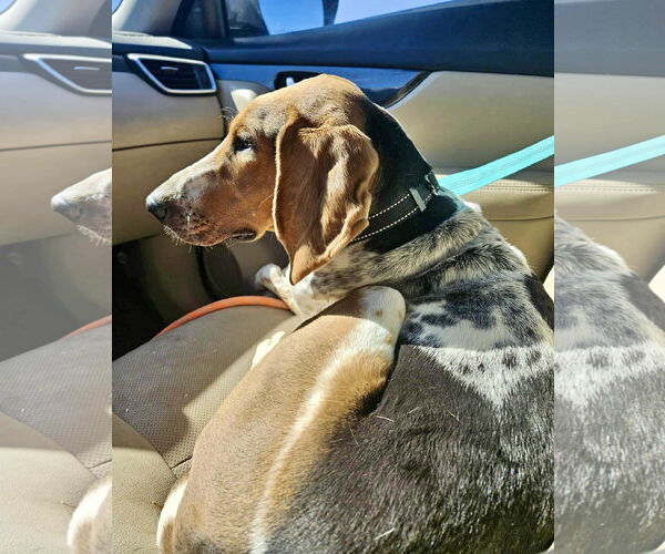 Medium Photo #15 Mutt Puppy For Sale in Rustburg, VA, USA