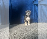 Puppy Chula American Bully
