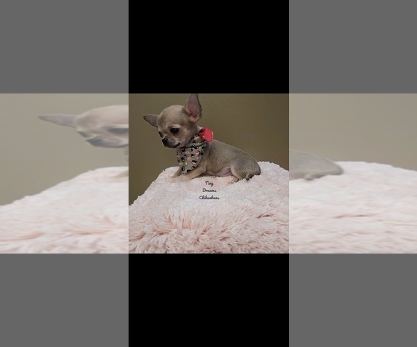 Medium Photo #7 Chihuahua Puppy For Sale in CRAFTON, PA, USA