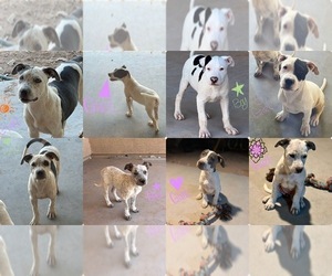 American Pit Bull Terrier Puppy for sale in CASA GRANDE, AZ, USA