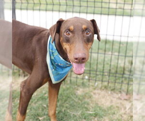 Doberman Pinscher Dogs for adoption in San Antonio, TX, USA