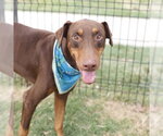 Small Doberman Pinscher
