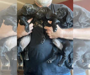 Dachshund-Labrador Retriever Mix Litter for sale in MADRAS, OR, USA