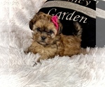 Small Photo #9 Shih Tzu Puppy For Sale in JACKSONVILLE, FL, USA