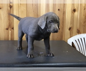 Labrador Retriever Puppy for sale in FREDERICKSBURG, OH, USA