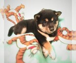 Small Photo #2 Shiba Inu Puppy For Sale in GROVESPRING, MO, USA