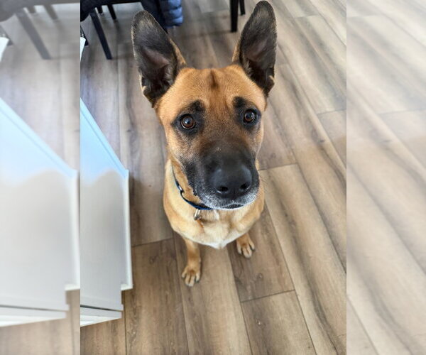 Medium Photo #5 German Shepherd Dog Puppy For Sale in Minneapolis, MN, USA