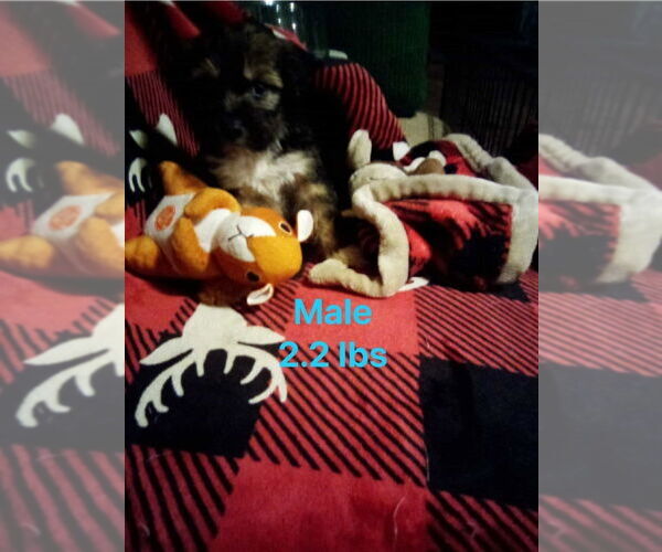 Medium Photo #2 Border Collie-Maltese Mix Puppy For Sale in Aurora, IN, USA