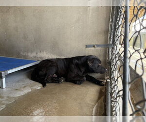 German Shepherd Dog Dogs for adoption in San Bernardino, CA, USA