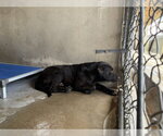 EDDIE - Male German Shepherd Dog Dog for Adoption - Small photo