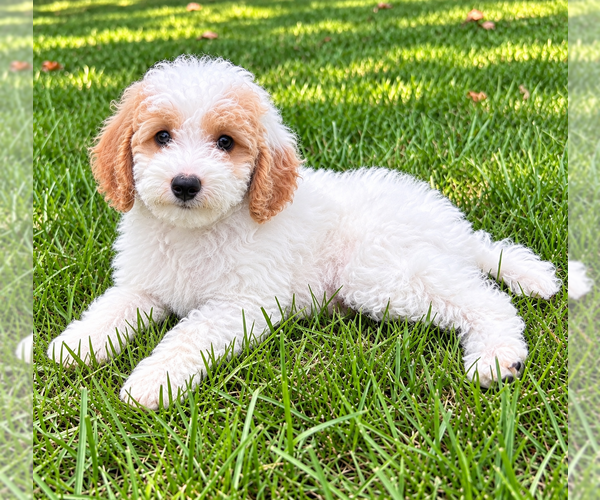 Medium Photo #5 Poodle (Miniature) Puppy For Sale in FAIR HAVEN, MI, USA