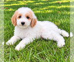 Small #4 Poodle (Miniature)