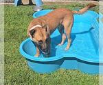 Small #1 German Shepherd Dog