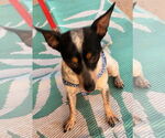Small #3 Toy Fox Terrier Mix