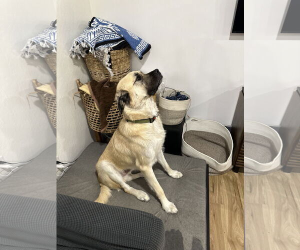 Medium Photo #2 Anatolian Shepherd Puppy For Sale in Woodland, CA, USA