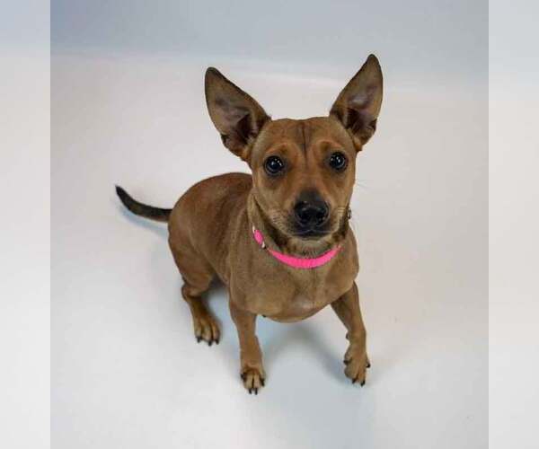 Medium Photo #4 Jackshund Puppy For Sale in Kennesaw, GA, USA